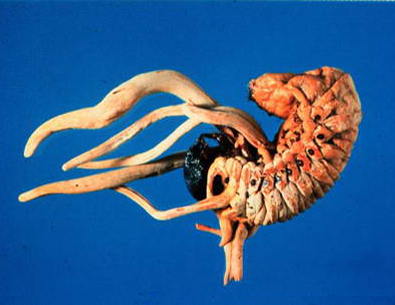 Cách phân biệt Đông trùng hạ thảo thật và giả