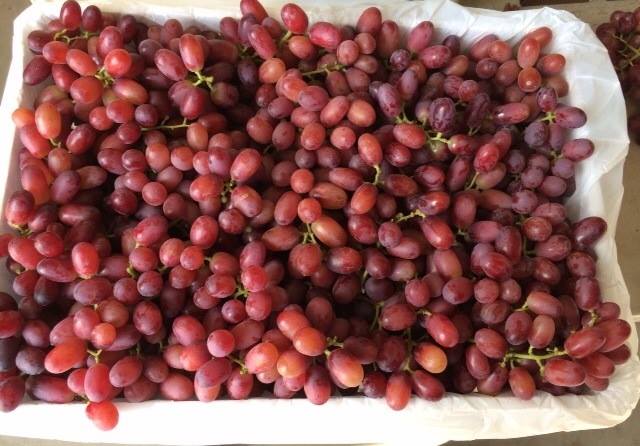 5 loại trái cây đặc biệt tốt cho sức khỏe của bạn