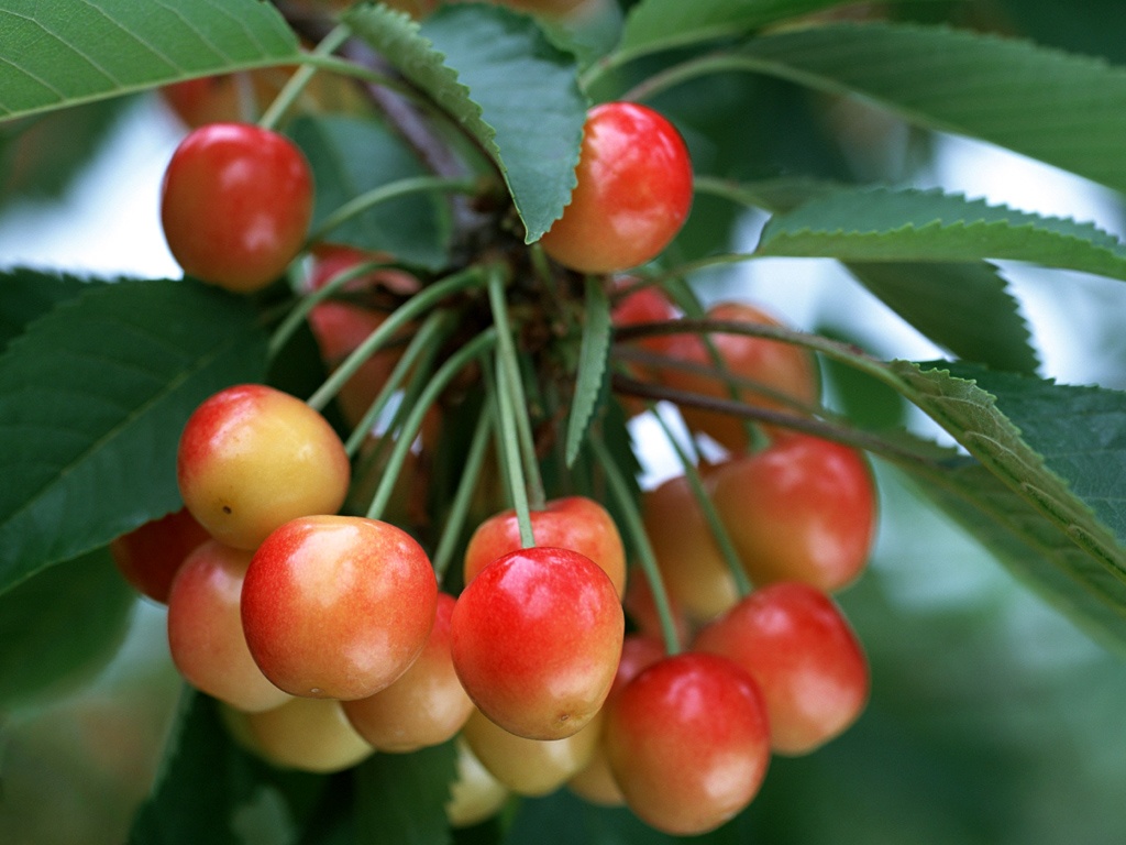 7 tác dụng tuyệt vời của quả cherry