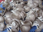 Giảm cholesterol và đường huyết từ nấm sò