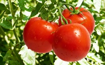 Quả cà chua và tác dụng với cơ thể