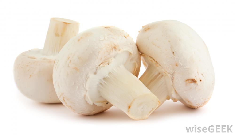 Nấm mỡ - món ăn bổ dưỡng và bài thuốc chữa bệnh hiệu quả