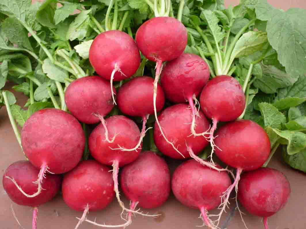 Lợi ích của củ cải đỏ