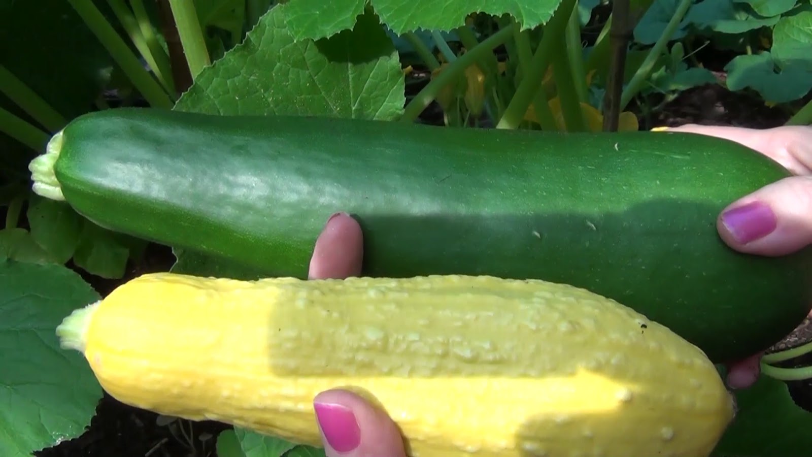 Dinh dưỡng từ bí ngồi và những điểm cộng cho sức khỏe của bạn